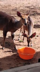 two animals are standing next to an orange bowl at Marloth Park, Kruger safari house - solar in Marloth Park