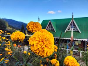 a field of yellow flowers in front of a green building at Dobhanay Homestay in Simāna Basti