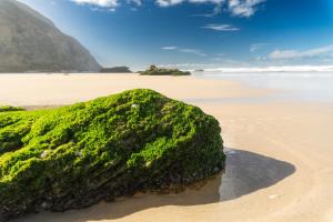 a rock covered in green seaweed on a beach at Disselblom Cottage in Sedgefield