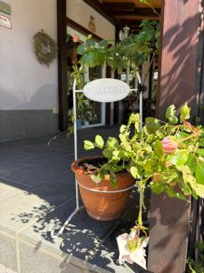a plant in a pot sitting next to a building at Rooms Ravnik in Bled