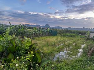 a field of plants with mountains in the background at NinhBinh Central Homestay l Green Path in Xuân Sơn