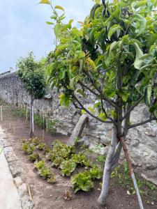 a tree in a garden next to a stone wall at Casa da Linha in Caminha
