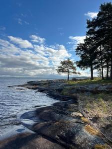 two trees on the shore of a body of water at Tiny house with lake view in Hammarö
