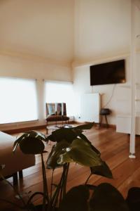 a living room with a flat screen tv and a plant at B&B De Mout in Diest +12 photos