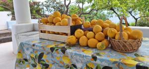 a display of oranges and other fruits on a table at Casa del Limone in Filicudi