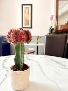 a cactus in a pot sitting on a table at L'Oiseau Bleu PEACOCK in Roubia +21 photos