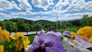 a field of flowers with a view of a road at Domek na Folwarku z jacuzzi in Tarnawa Dolna