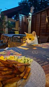 an orange and white cat sitting on top of a table at Holiday Garden Nora in Gellénháza
