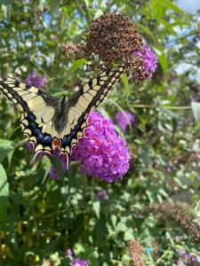 a butterfly is sitting on a purple flower at Fleurs et Abeilles in Faye-lʼAbbesse