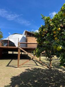 a yurt with a tree and an orange tree at Glamping oriente antioqueño in San Vicente