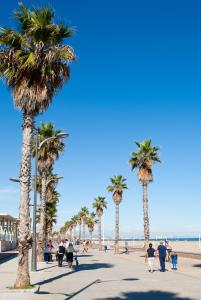un grupo de palmeras en una acera cerca de la playa en Piso Playa Patacona/Malvarrosa, en Valencia