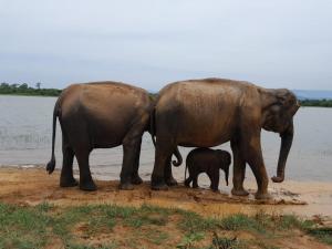 two adult elephants and a baby elephant standing next to the water at ELEPHANT Orphanage View in Udawalawe