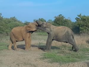 two elephants standing next to each other in a field at ELEPHANT Orphanage View in Udawalawe