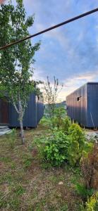 a row of shipping containers in a field with a tree at Bobokvati Eco Twins in Dagva