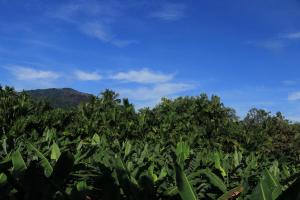 a field of green plants with a mountain in the background at farm house chalet in Dambulla