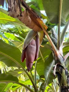 a banana tree with a large flower on it at farm house chalet in Dambulla