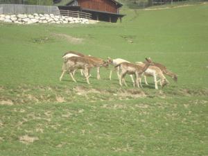 a group of goats grazing in a field at Apart Heim in Fügen
