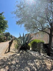 a large agave plant in front of a building at Maison avec jardin in Calvisson