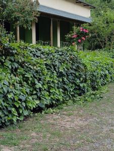 a green hedge in front of a house with pink roses at Guesthouse Eleftherios in Kalavrita +70 photos