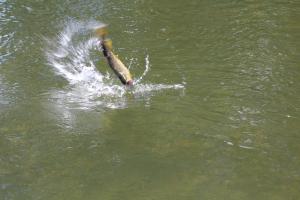 un pez está nadando en el agua en Baker Domo Lodge, en Cochrane