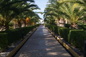 アルコセブレにあるAlcocebre Beach Resortのリゾート内のヤシの木が並ぶ歩道
