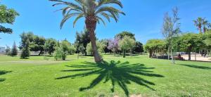 a palm tree casts a shadow in a park at Mi pequeña terraza in Alaquas