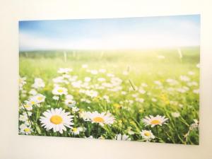 レーゲンスブルクにあるApartment Flowersideの野原のデイジーの花畑