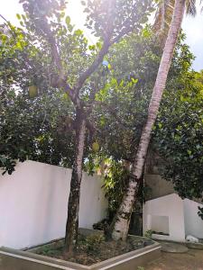 two trees standing next to a white fence at Ayubo Villa in Ja-Ela