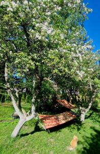 ein Baum mit einer Matratze darunter im Gras in der Unterkunft Pie omītes in Ventspils