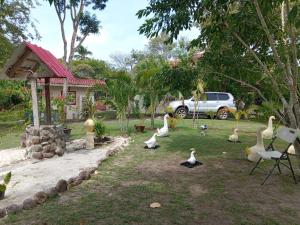 a group of birds sitting on the grass in front of a house at Senderos de Ana in San Carlos