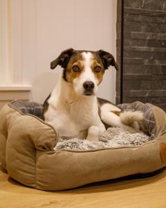 a dog sitting in a dog bed on the floor at Drumcarrow Luxury Lodges in St. Andrews