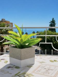 a potted plant sitting on a table on a balcony at Tari Home Crotone in Crotone