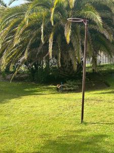 a palm tree in a field with a street light at Dee's 2 BR guest flat in Ladybrand in Ladybrand