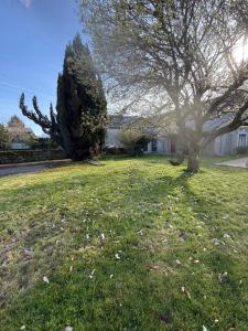 a tree in the middle of a grass field at Sab in Beaudreix +1 photo