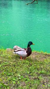 two ducks standing on the grass near a body of water at Auto camp Harun&Omar in Orašac