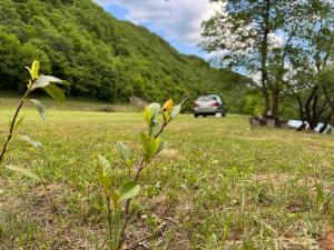 a plant in a field with a car in the background at Auto camp Harun&Omar in Orašac