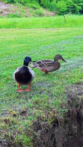 two ducks standing in the grass in a field at Auto camp Harun&Omar in Orašac