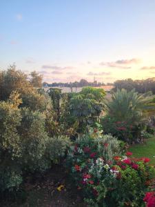 a garden with colorful flowers and plants in a field at Garden villa Raanana in Ra‘ananna