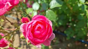 a pink rose is growing on a plant at Morrovalle LOVE in Morrovalle