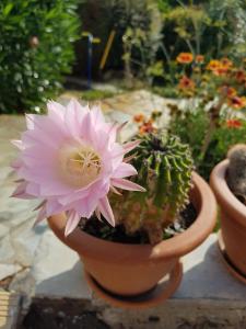 a pink flower in a pot with a cactus at La Minoterie 2 Chambre d'hôtes in Le Palais +8 photos