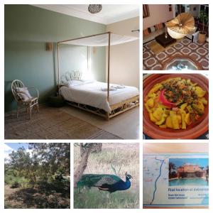a collage of photos of a hotel room with a bed and a bird at Les jardins bleus in Taroudant