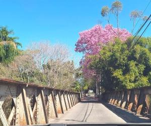 a road with a tree with pink flowers on it at Lírio-da-paz in Cachoeira Paulista