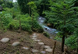a small stream in the middle of a forest at Casa de Ale in Tena