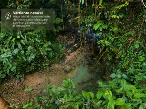 a stream in the jungle with a sign on it at Casa de Ale in Tena