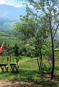 two benches sitting in the grass near a tree at Luna Valley Homestay in Sapa