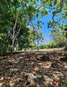 a pile of leaves on the ground in a park at Casa Mango in Florencia