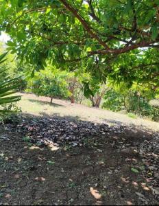 a pile of leaves on the ground under a tree at Casa Mango in Florencia +1 photo