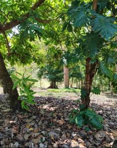 a tree in the woods with leaves on the ground at Casa Mango in Florencia