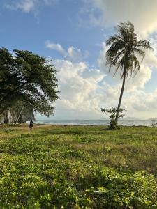 a palm tree in a grassy field with a person in the background at Khwaeng Phao Beech Poolvilla in Ban Thung Khanan +2 photos