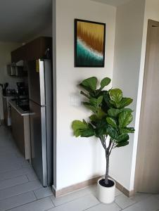 a potted plant in a kitchen with a picture on the wall at Apartamento ignacio in Tegucigalpa